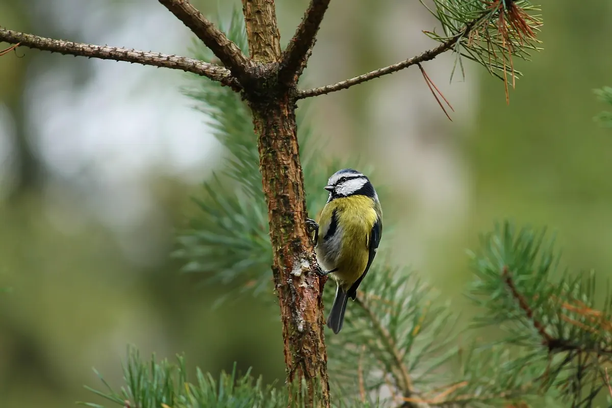 How to Help Rooks: A Conservation Checklist for Gardeners and Landowners