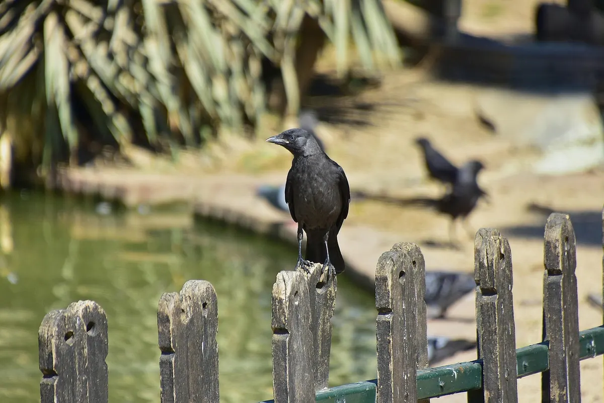 How to Tell a Rook from a Carrion Crow: A Field Guide for Beginners