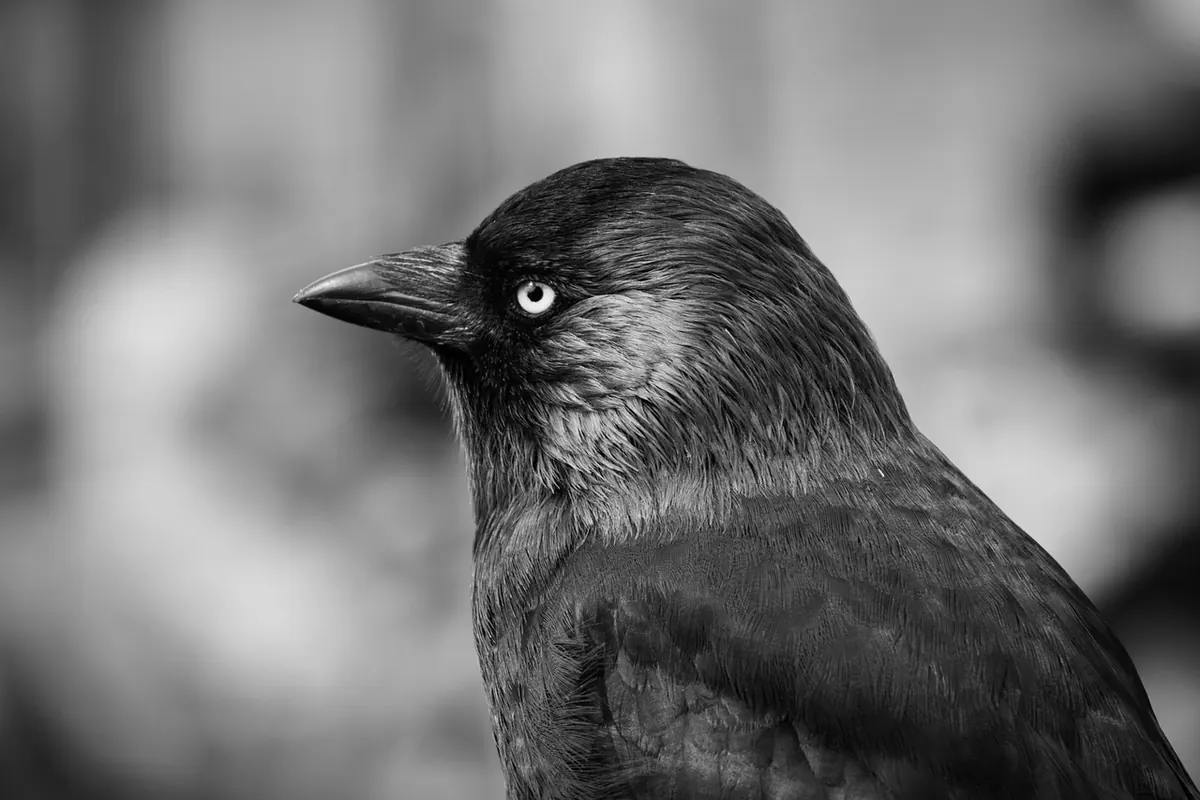 Rook vs Jackdaw: Key Differences in Shape, Call and Behaviour