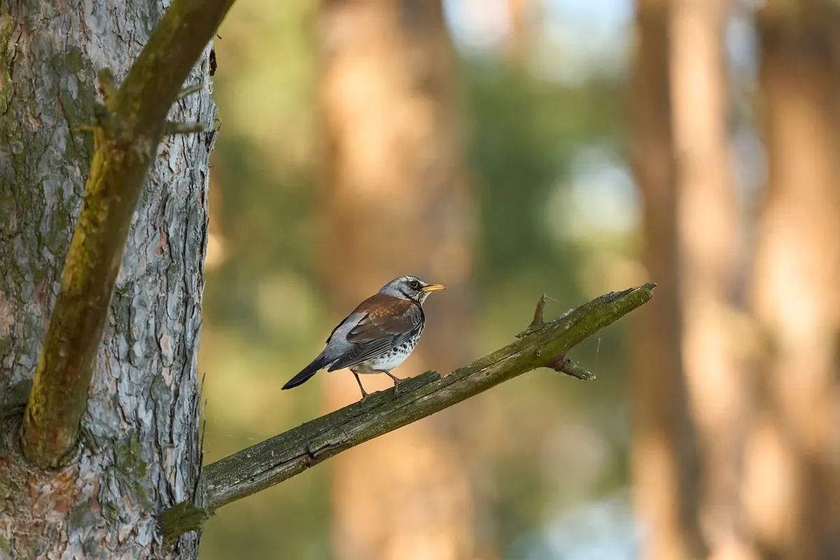 Woodland and Parkland Rooks: A Habitat Checklist for Birdwatchers